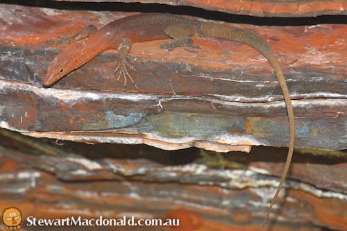 southern Pilbara rock goanna (Varanus hamersleyensis)