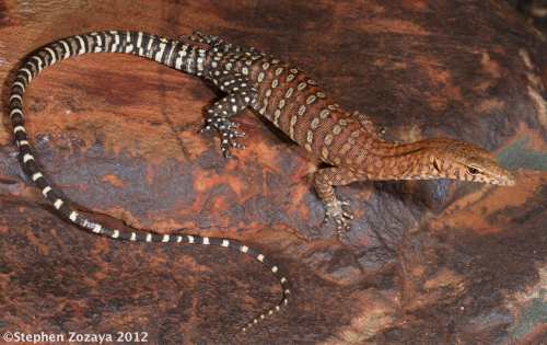 northern Pilbara rock monitor (Varanus pilbarensis)