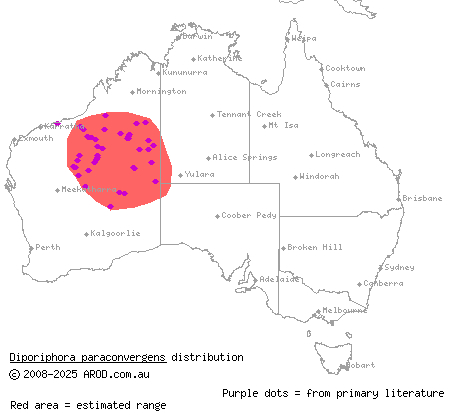 grey-striped western desert dragon (Diporiphora paraconvergens) distribution range map