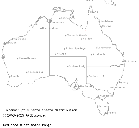 five-lined earless dragon (Tympanocryptis pentalineata) distribution range map