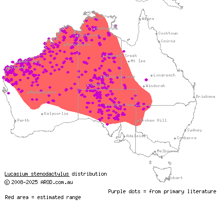 sand-plain gecko (Lucasium stenodactylus) distribution range map