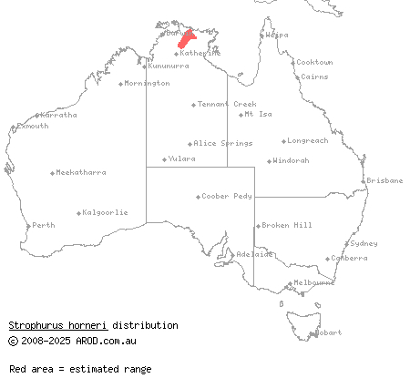 Arnhem phasmid gecko (Strophurus horneri) distribution range map