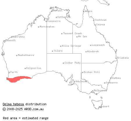 heath delma (Delma hebesa) distribution range map