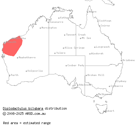 western fat-tailed gecko (Diplodactylus bilybara) distribution range map