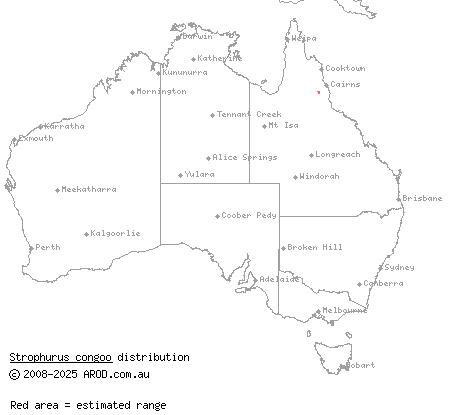 Congoo gecko (Strophurus congoo) distribution range map