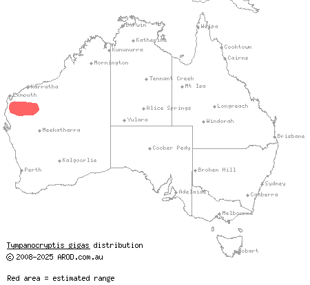 Gascoyne pebble-mimic dragon (Tympanocryptis gigas) distribution range map