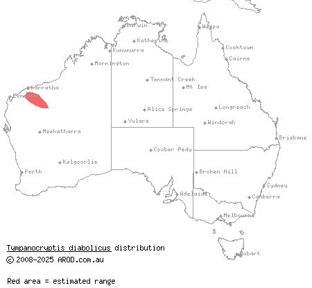 Hamersley pebble-mimic dragon (Tympanocryptis diabolicus) distribution range map