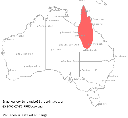 Cape York shovel-nosed snake (Brachyurophis campbelli) distribution range map