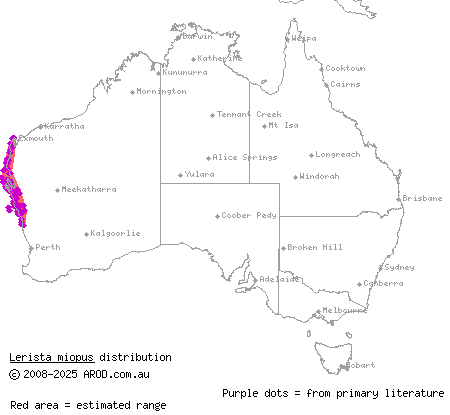 northern dotted-line robust slider (Lerista miopus) distribution range map