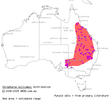 eastern spiny-tailed gecko (Strophurus williamsi) distribution range map