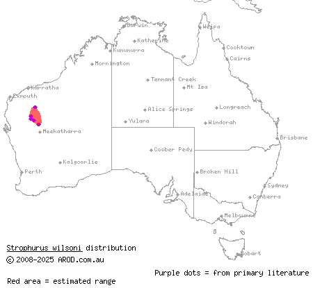 Mount Augustus spiny-tailed gecko (Strophurus wilsoni) distribution range map