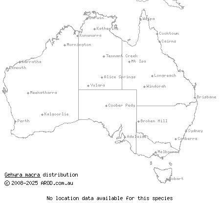 large Pilbara rock gehyra (Gehyra macra) distribution range map