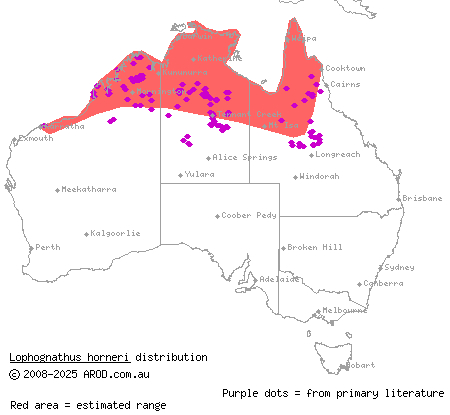 Horner's dragon (Lophognathus horneri) distribution range map