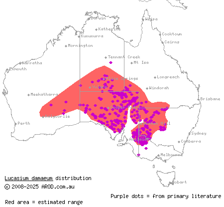 beaded gecko (Lucasium damaeum) distribution range map