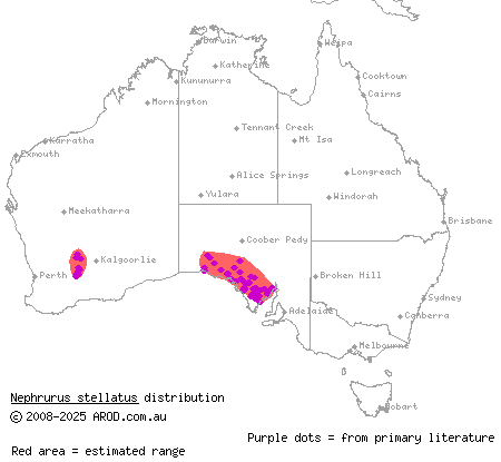 starred knob-tailed gecko (Nephrurus stellatus) distribution range map