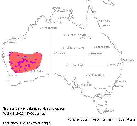 midline knob-tailed gecko (Nephrurus vertebralis) distribution range map