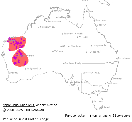 banded knob-tailed gecko (Nephrurus wheeleri) distribution range map