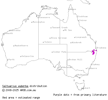 Wyberba leaf-tailed gecko (Saltuarius wyberba) distribution range map