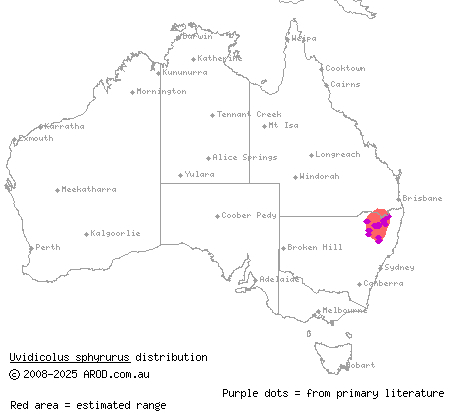 New England Tableland thick-tailed gecko (Uvidicolus sphyrurus) distribution range map