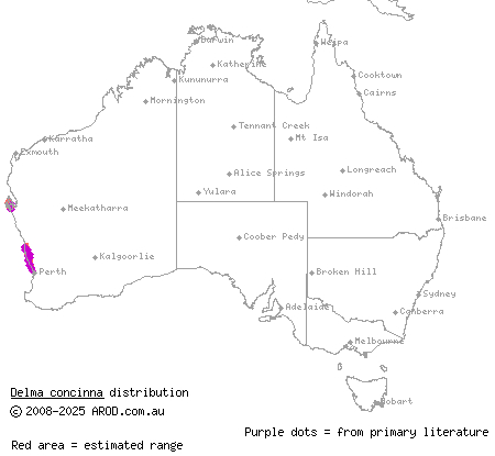 javelin legless lizard (Delma concinna) distribution range map