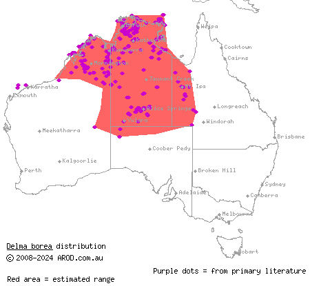 rusty-topped delma (Delma borea) distribution range map