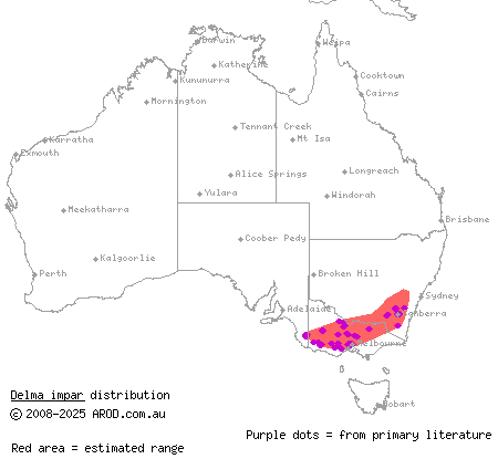 striped legless lizard (Delma impar) distribution range map