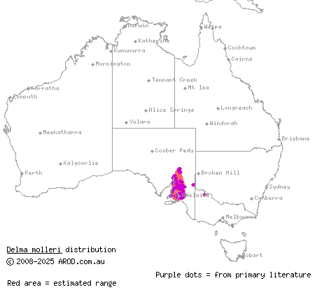 Gulfs delma (Delma molleri) distribution range map