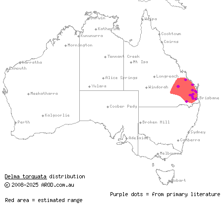 collared delma (Delma torquata) distribution range map