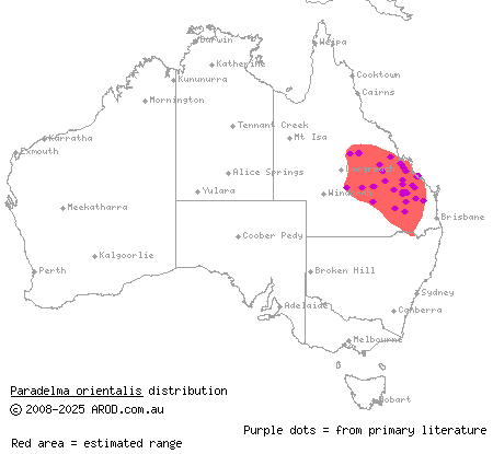 Brigalow scaly-foot (Paradelma orientalis) distribution range map