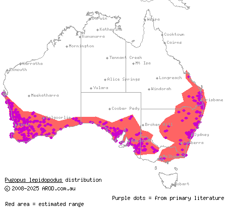 common scaly-foot (Pygopus lepidopodus) distribution range map