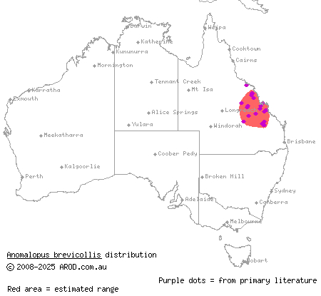 short-necked worm-skink (Anomalopus brevicollis) distribution range map