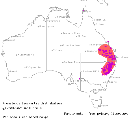 two-clawed worm-skink (Anomalopus leuckartii) distribution range map