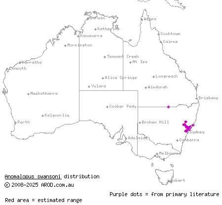 punctate worm-skink (Anomalopus swansoni) distribution range map