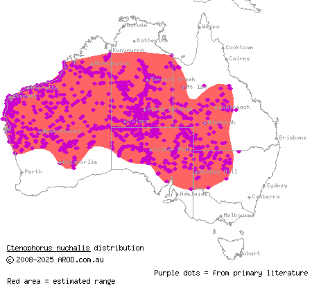 central netted dragon (Ctenophorus nuchalis) distribution range map