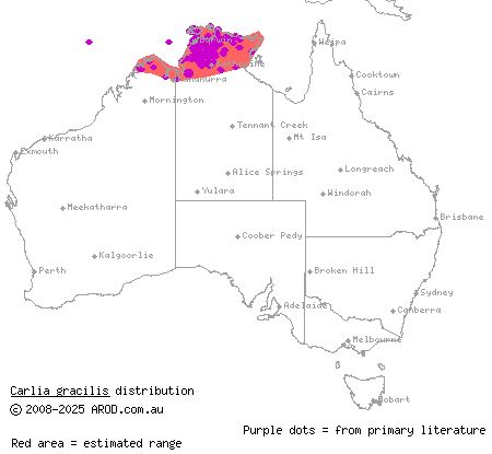 slender rainbow-skink (Carlia gracilis) distribution range map