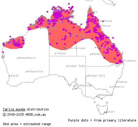 shaded-litter rainbow-skink (Carlia munda) distribution range map