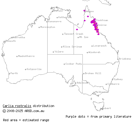 black-throated rainbow-skink (Carlia rostralis) distribution range map