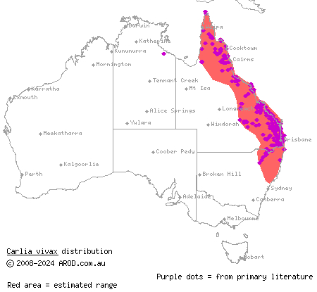 lively rainbow-skink (Carlia vivax) distribution range map