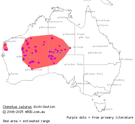 blue-tailed finesnout ctenotus (Ctenotus calurus) distribution range map