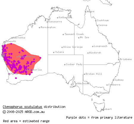 lozenge-marked dragon (Ctenophorus scutulatus) distribution range map