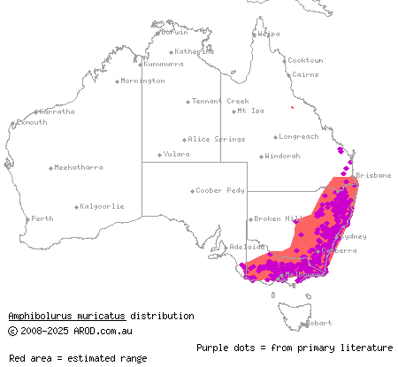 jacky dragon (Amphibolurus muricatus) distribution range map