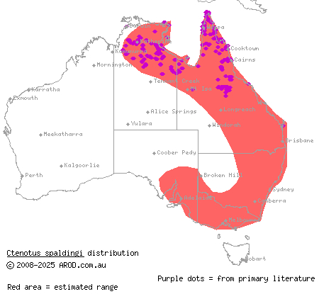 straight-browed ctenotus (Ctenotus spaldingi) distribution range map