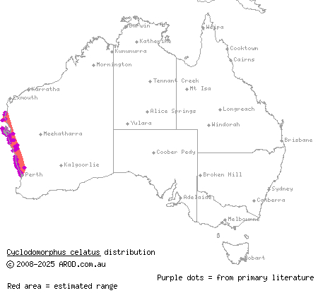 western slender blue-tongue (Cyclodomorphus celatus) distribution range map