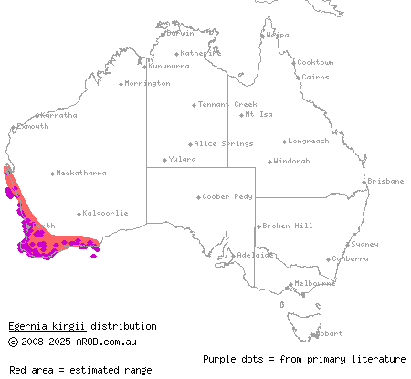 King's skink (Egernia kingii) distribution range map