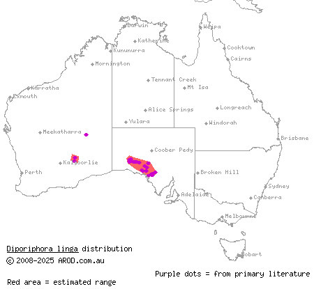 pink two-lined dragon (Diporiphora linga) distribution range map