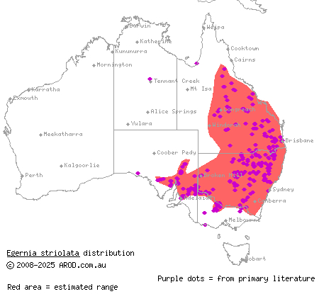 tree skink (Egernia striolata) distribution range map