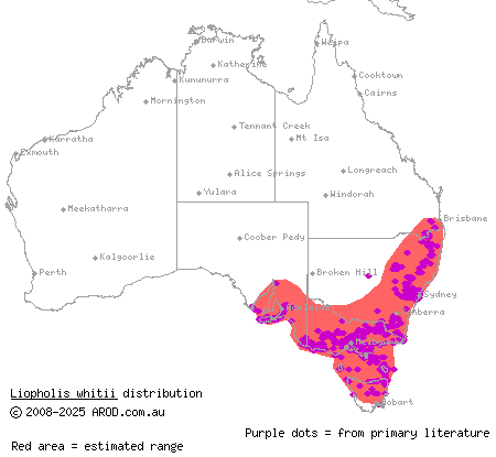 White's skink (Liopholis whitii) distribution range map