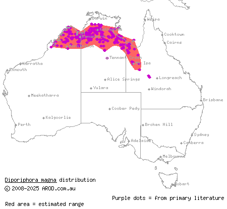 yellow-sided two-lined dragon (Diporiphora magna) distribution range map