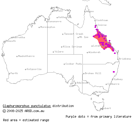 fine-spotted mulch-skink (Glaphyromorphus punctulatus) distribution range map