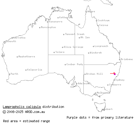 montane sunskink (Lampropholis caligula) distribution range map